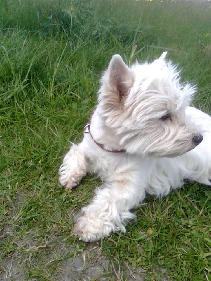 West highland white terrier Minnie - When you look the other way, I think sometimes if you can se/hear angels ;)<3 billede 5