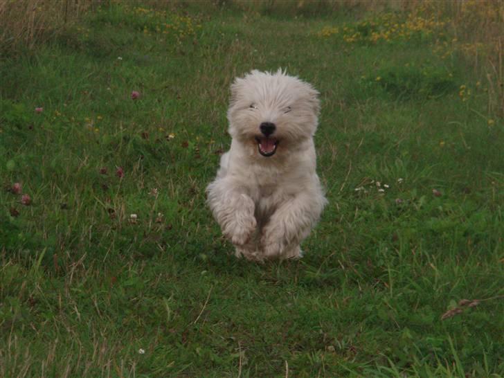 West highland white terrier Minnie - I love you Minnie! you have always a smil on your face when you run in to my arms! :´)<3 billede 6