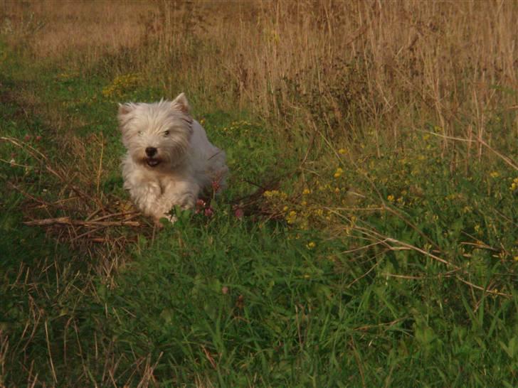 West highland white terrier Minnie - Slapper af ude på marken billede 8