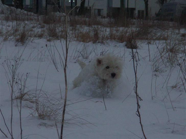 West highland white terrier Minnie - I like watching you sleep it is fascinating! :´)<3 billede 9