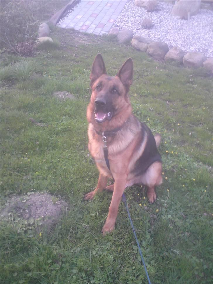 Schæferhund Linsey Alderslyst *r.i.p* billede 1