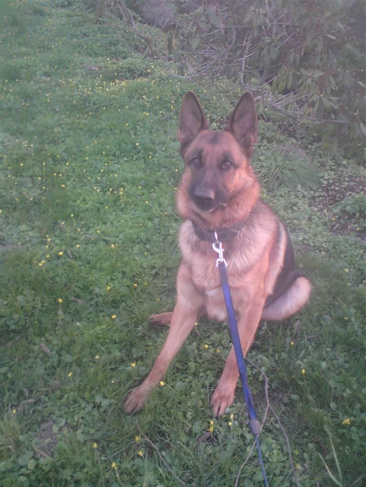 Schæferhund Linsey Alderslyst *r.i.p* billede 2