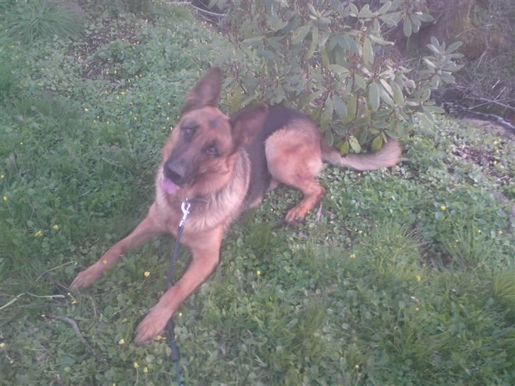 Schæferhund Linsey Alderslyst *r.i.p* billede 3