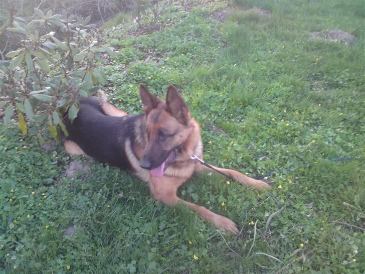 Schæferhund Linsey Alderslyst *r.i.p* billede 4