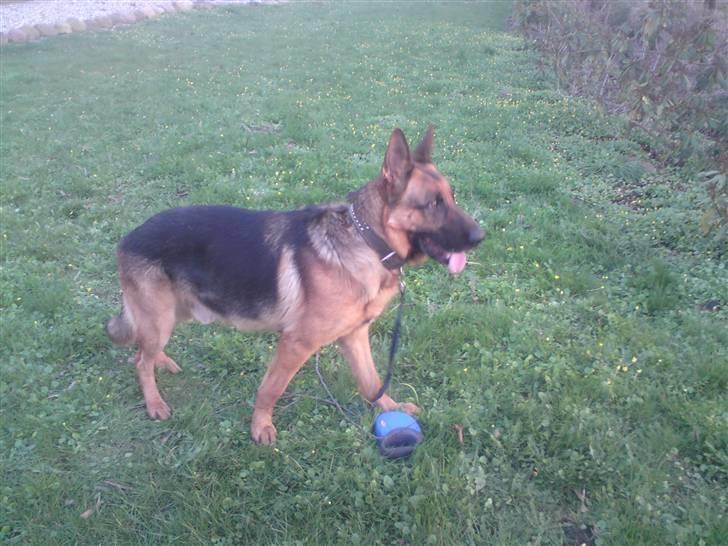 Schæferhund Linsey Alderslyst *r.i.p* billede 5