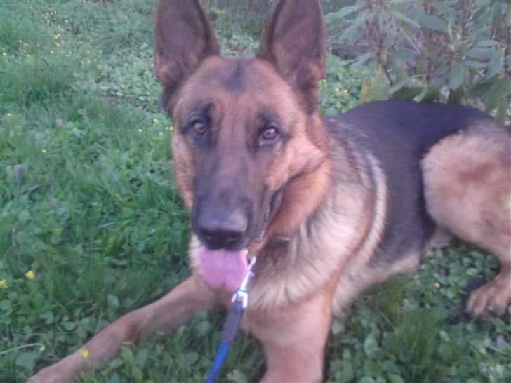 Schæferhund Linsey Alderslyst *r.i.p* billede 6