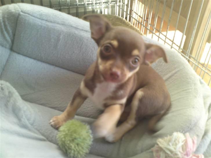Chihuahua Aio - djævlens barn ;) - Aio som lille baby inden hun flyttede hjemmefra... billede 3