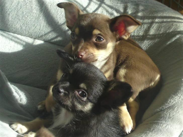 Chihuahua Aio - djævlens barn ;) - Aio og hendes søster "turboline" billede 4