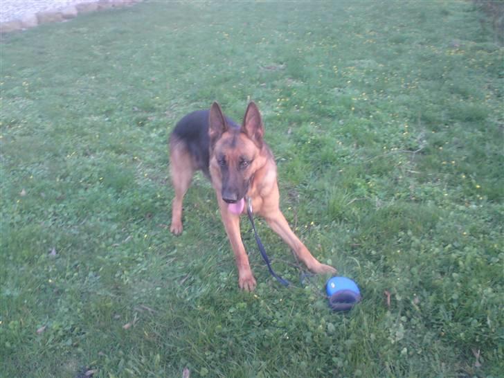 Schæferhund Linsey Alderslyst *r.i.p* billede 7