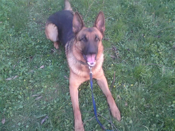 Schæferhund Linsey Alderslyst *r.i.p* billede 8