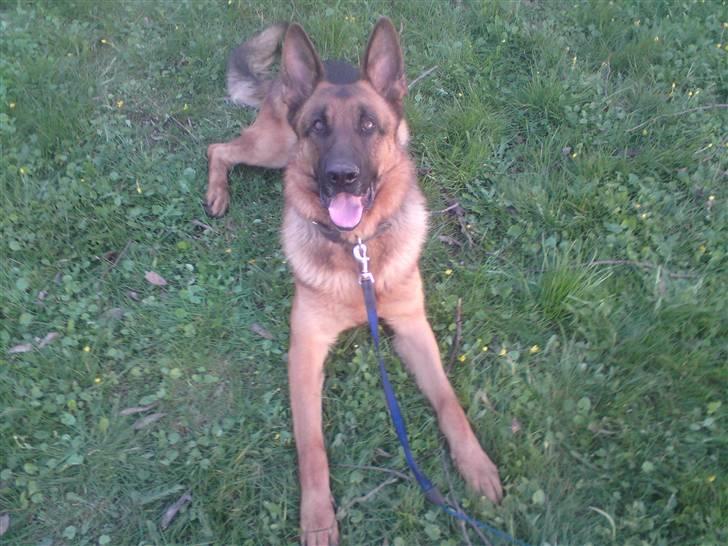 Schæferhund Linsey Alderslyst *r.i.p* billede 9