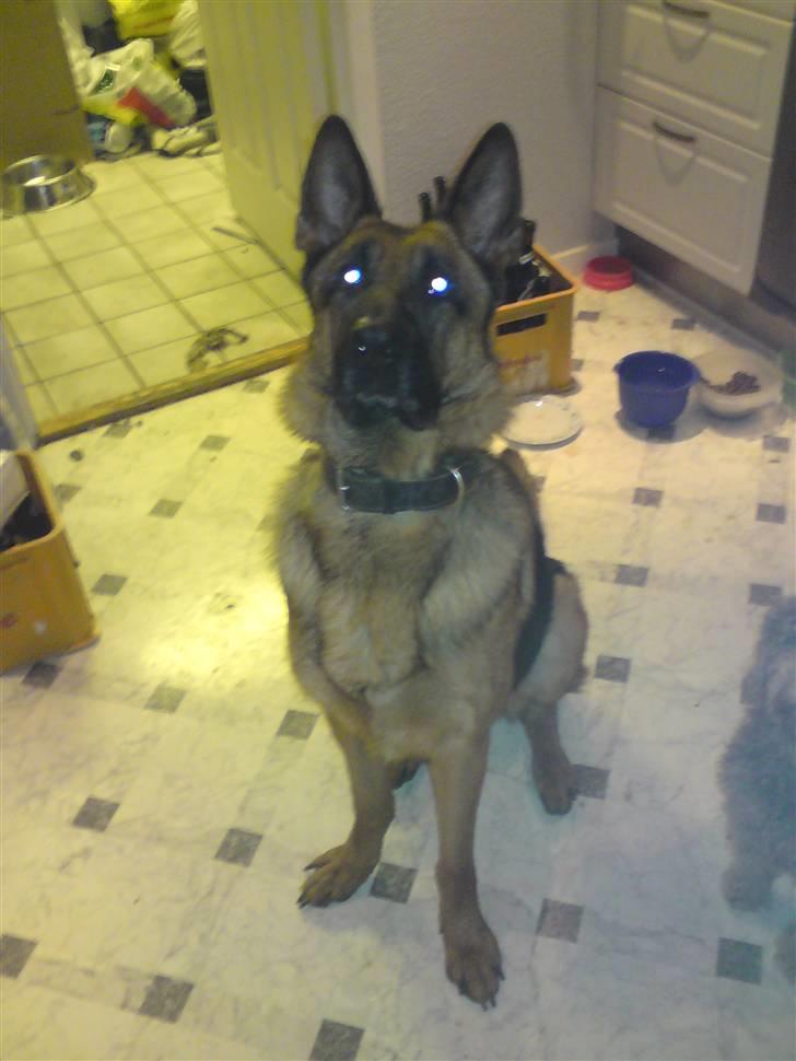 Schæferhund Linsey Alderslyst *r.i.p* billede 10