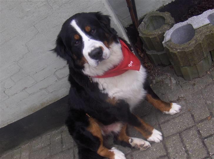 Berner sennenhund Basse H billede 13