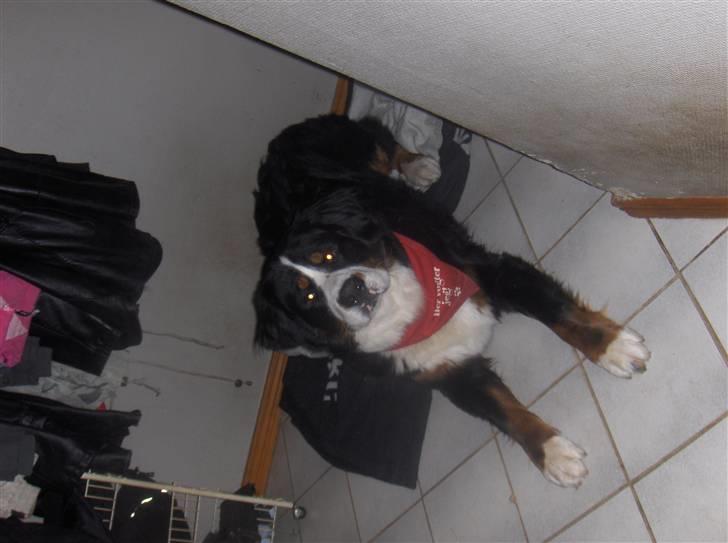 Berner sennenhund Basse H billede 15