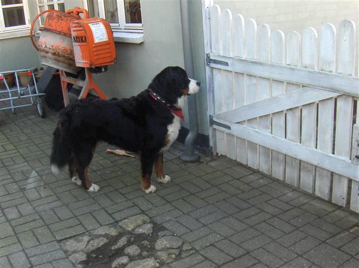 Berner sennenhund Basse H billede 16