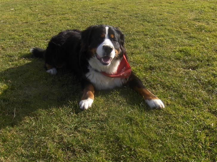 Berner sennenhund Basse H billede 18