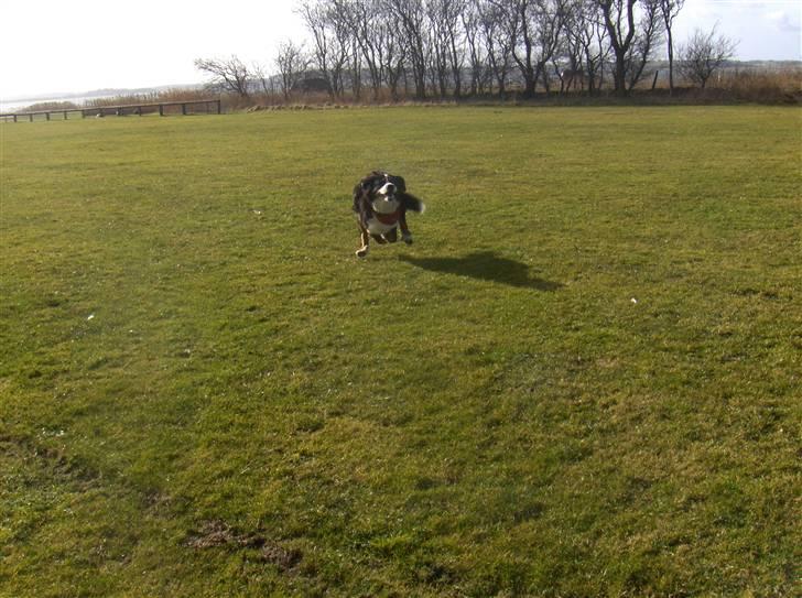 Berner sennenhund Basse H billede 19