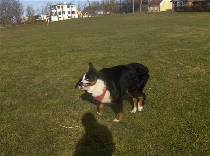 Berner sennenhund Basse H billede 20
