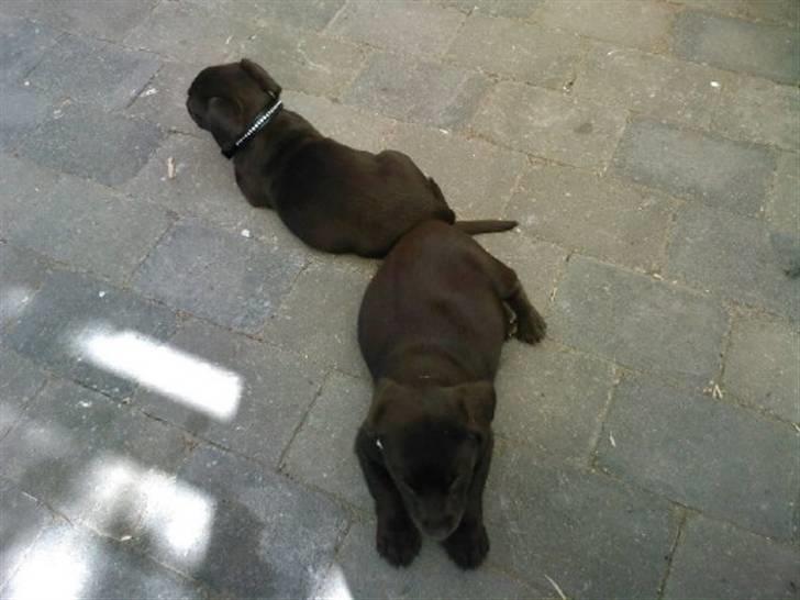 Labrador retriever Olde billede 1