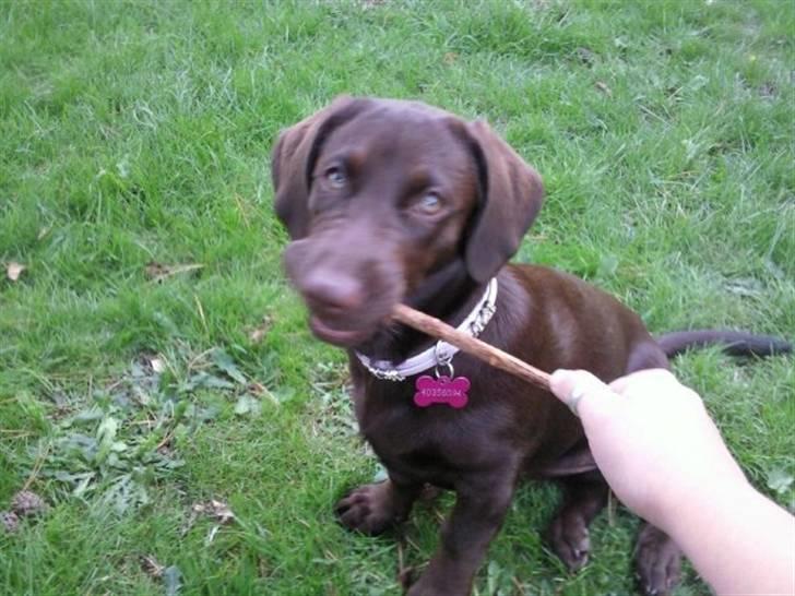 Labrador retriever Olde billede 2