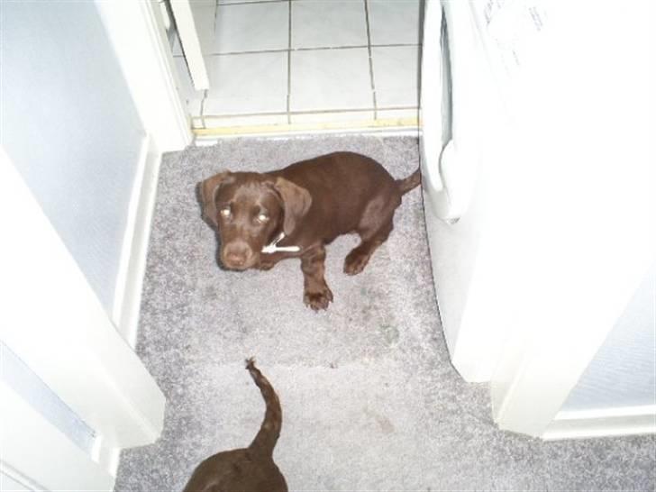 Labrador retriever Olde billede 3