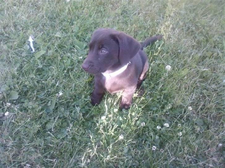 Labrador retriever Olde billede 4