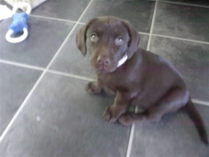 Labrador retriever Olde billede 5