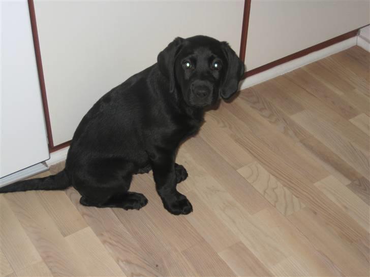 Labrador retriever Joey  billede 2