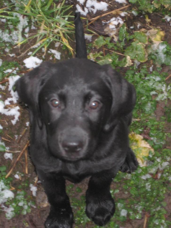 Labrador retriever Joey  - Billede taget d.11/3-2009 billede 3