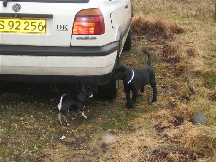 Labrador retriever Joey  - Joey´s første møde med en Chihuahua billede 4