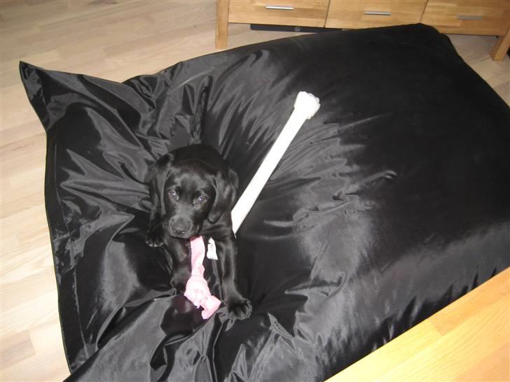 Labrador retriever Joey  - Joey´s hvilested billede 5