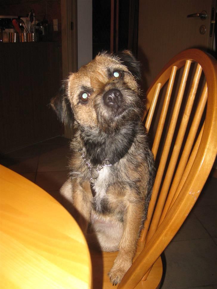 Border terrier Lutra's Belle - Belle undrer sig. :) billede 13
