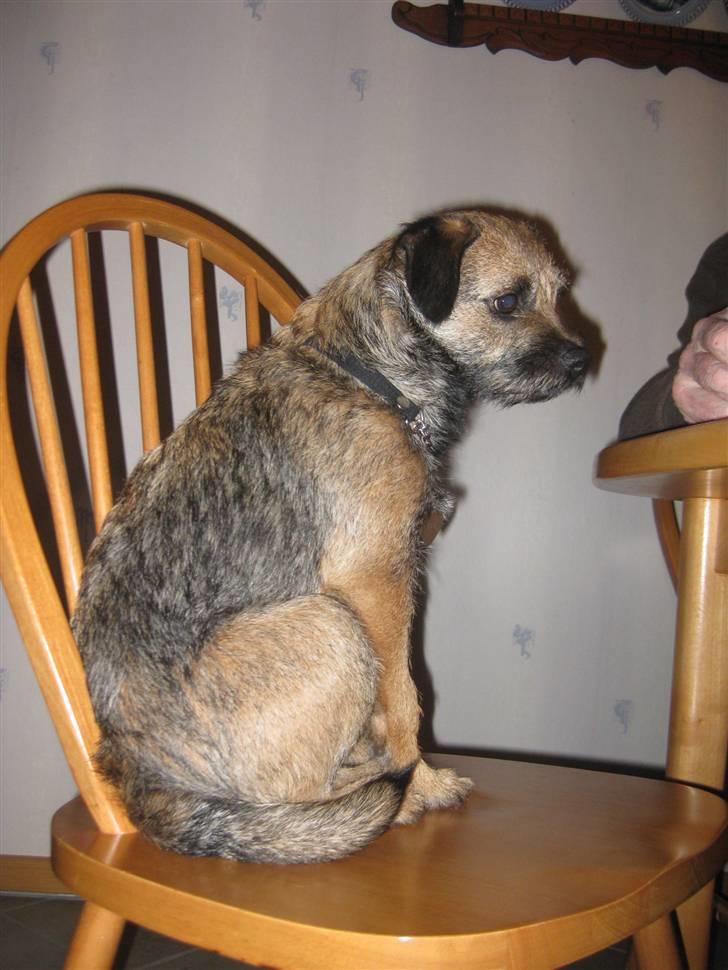 Border terrier Lutra's Belle - Belle <3 billede 14