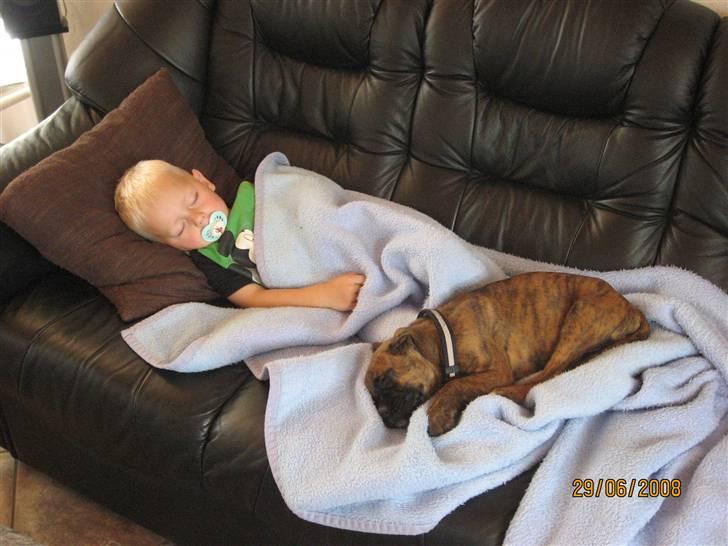 Boxer Molly - Her er sønnen og Molly der putter på sofaen billede 7