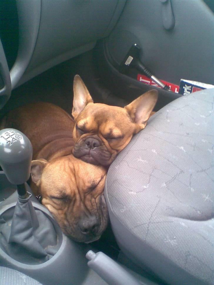 Fransk bulldog Skrubbe billede 11