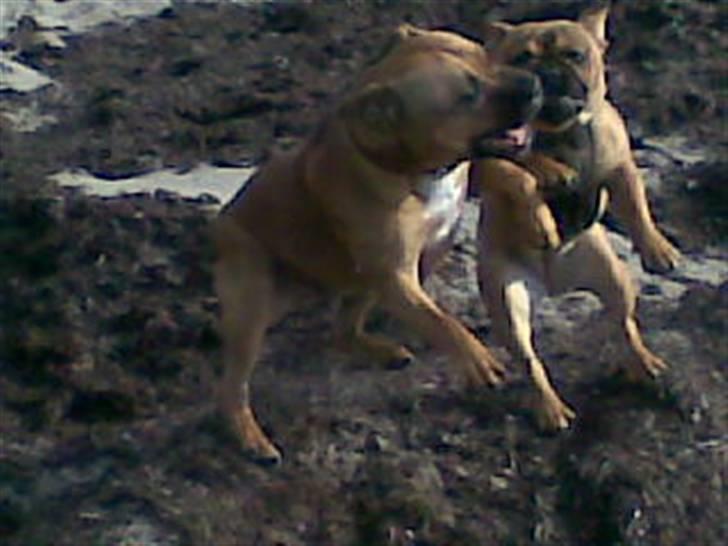 Fransk bulldog Skrubbe billede 12