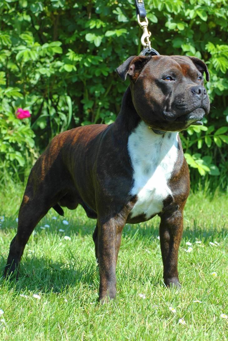 Staffordshire bull terrier kenzo billede 1