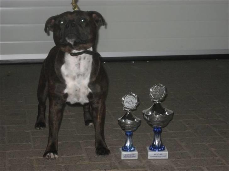 Staffordshire bull terrier kenzo billede 2