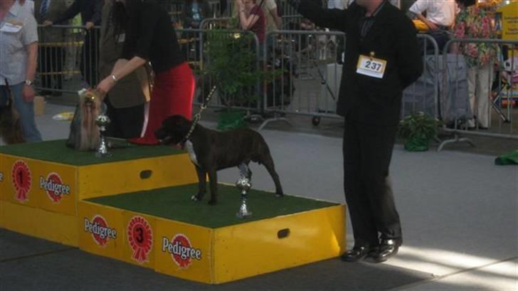 Staffordshire bull terrier kenzo billede 3