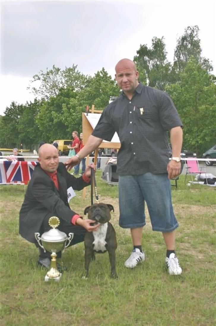 Staffordshire bull terrier kenzo billede 4