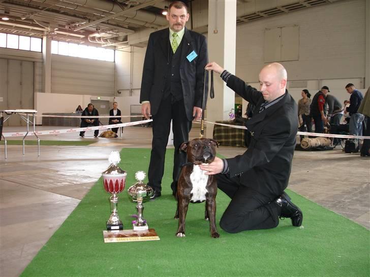 Staffordshire bull terrier kenzo billede 5