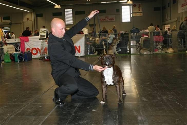 Staffordshire bull terrier kenzo billede 6