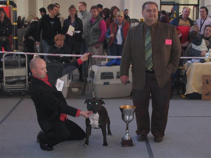 Staffordshire bull terrier kenzo billede 7