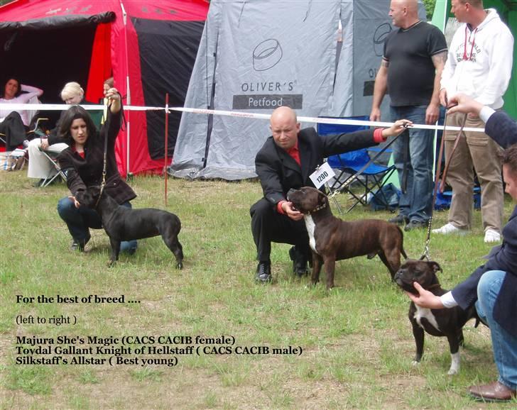 Staffordshire bull terrier kenzo billede 8