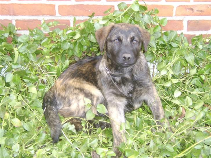 Blanding af racer Donna billede 6