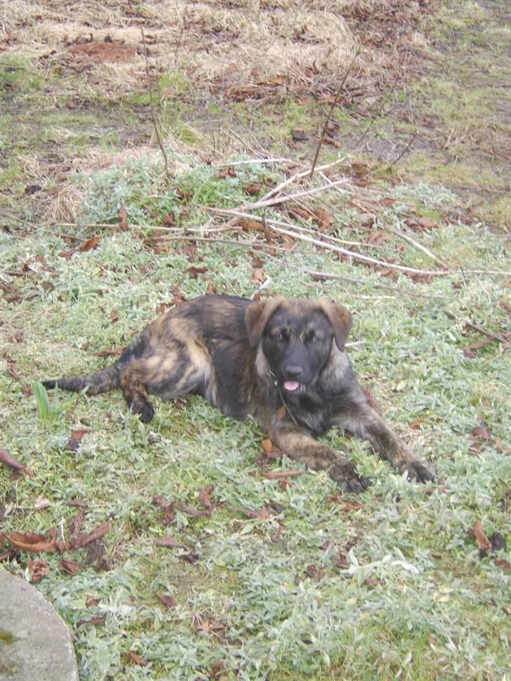 Blanding af racer Donna billede 7