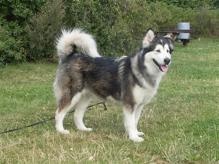 Alaskan malamute Freja  *himmelhund* - her er jeg så.. kæmpe Mutten med hænge ørene :-)  billede 1