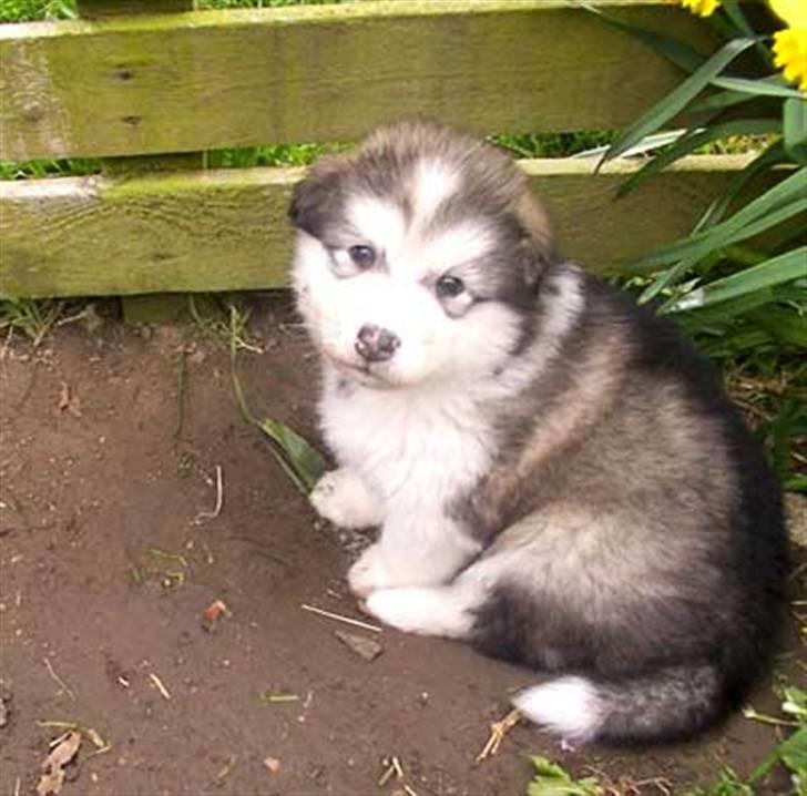 Alaskan malamute Freja  *himmelhund* - dengang freja var 5 uger gammel :-)  billede 2