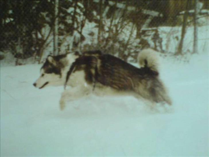 Alaskan malamute Freja  *himmelhund* - weee... total malemut i sne billede 3