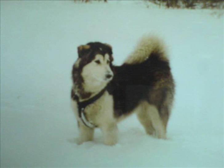 Alaskan malamute Freja  *himmelhund* - hmm skal man mon sætte lidt i løb igen??  billede 4